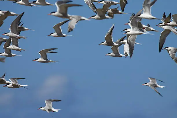 Photo of Sterna paradisaea flock