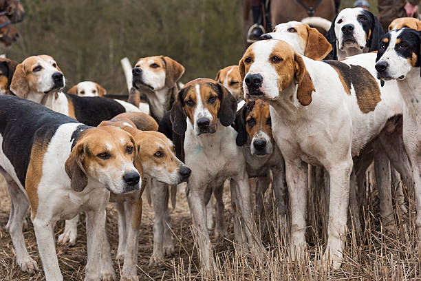 Close up of a hunting hound, a Harrier I think, looking very alert as he waits to be given the order to set off in search of his prey. In this particular case they are not allowed to hunt live animals, but instead a scent is laid for the hounds to follow and they get a reward at the end of the day's chase.