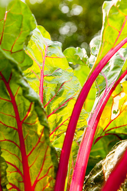 acelga vermelha - ruby red chard - fotografias e filmes do acervo