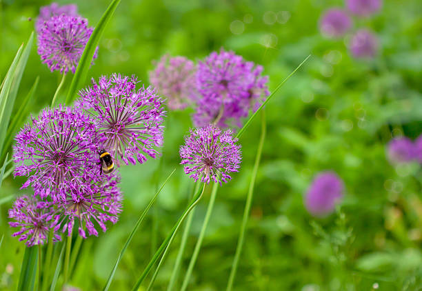 Allium flowers stock photo