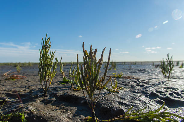 Salicornia europaea Close up of Salicornia europaea (common glasswort) in the seaside field salicornia europaea stock pictures, royalty-free photos & images