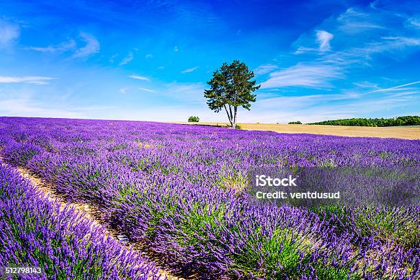 Lavender In South Of France Stock Photo - Download Image Now - Agricultural Field, Lavender - Plant, Sky