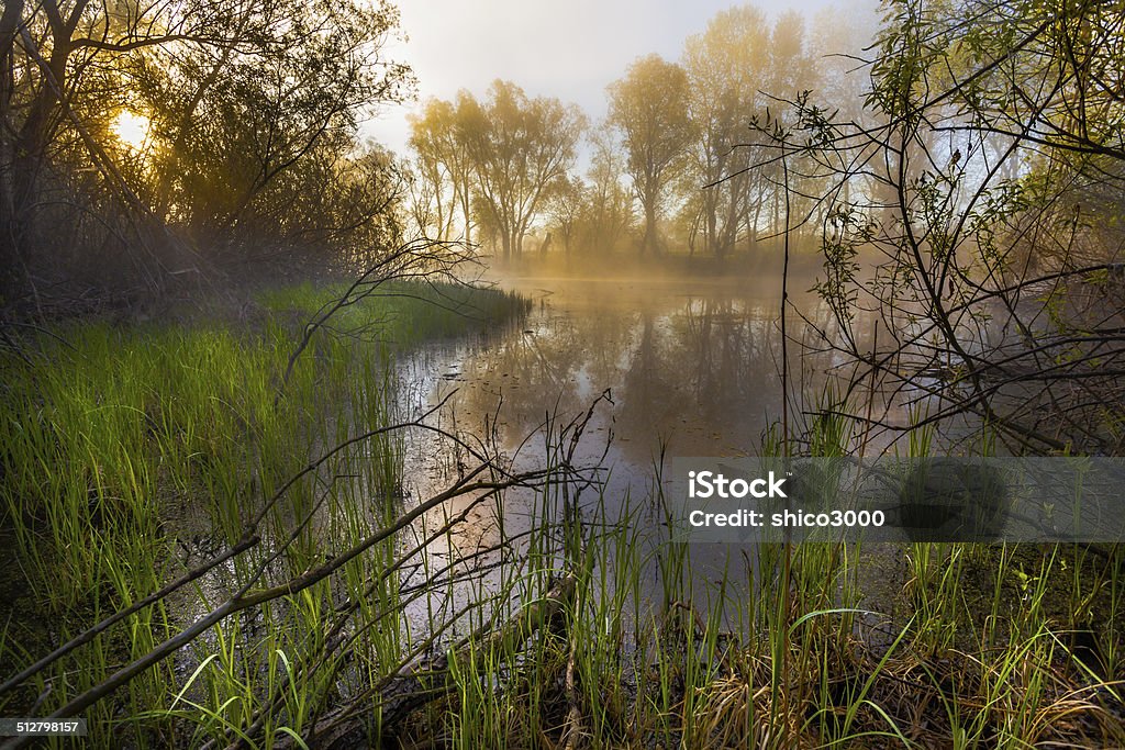 serene misty morning on a lakeside serene misty morning on a lakeside, summer Fog Stock Photo
