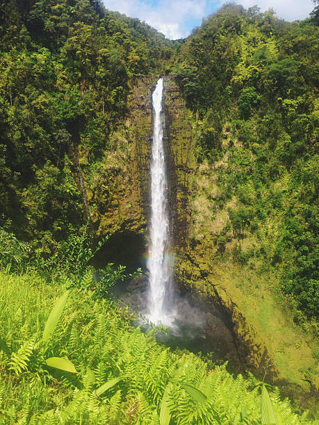 Akaka Falls Tropikalny krajobraz Natura – zdjęcie