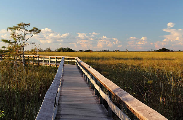 pahayokee с видом на boardwalk - big cypress swamp national preserve стоковые фото и изображения