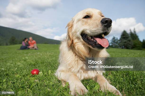 Couple With Golden Retriever On Grass Stock Photo - Download Image Now - Active Seniors, Adult, Animal