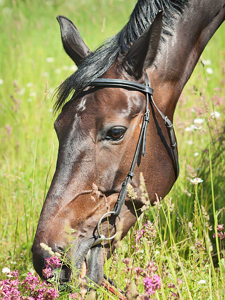 istock portrait of beautiful mare 512798869