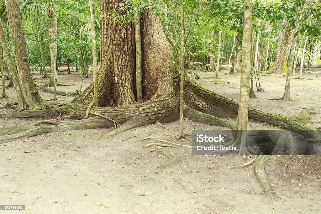 Rainforest Big trees with buttres roots in tropical rainforest Belize Stock Photo
