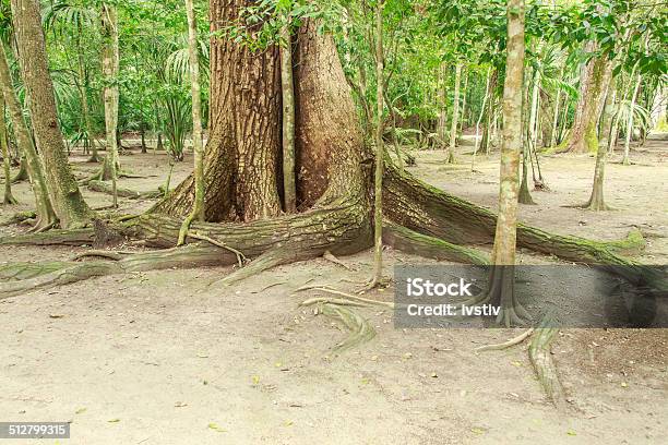 Rainforest Stock Photo - Download Image Now - Belize, Botany, Branch - Plant Part