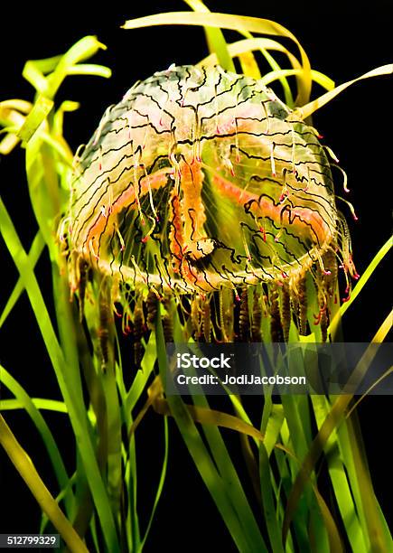 Flower Hat Jellyfish At Night Rm Stock Photo - Download Image Now