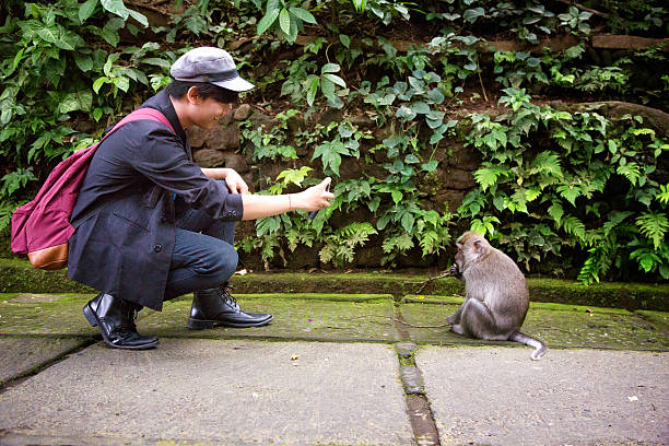 Young Indonesian man photographs monkey with mobile phone. Profile shot with jungle-covered wall background.