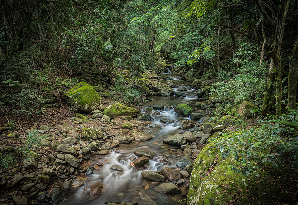 regenwald und den fluss unter minnamurra falls, budderoo np, nsw, australien - tropical rainforest waterfall rainforest australia stock-fotos und bilder