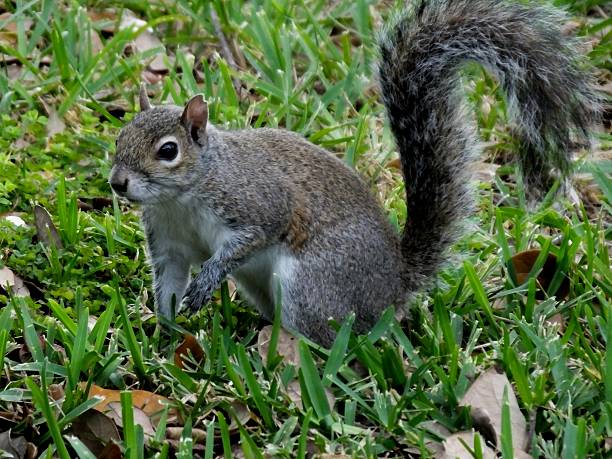 Gray Squirrel (Sciurus carolinensis) Gray Squirrel in the grass.	 prowling stock pictures, royalty-free photos & images