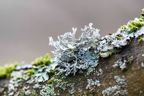 gros plan de lichen - lichen photos et images de collection