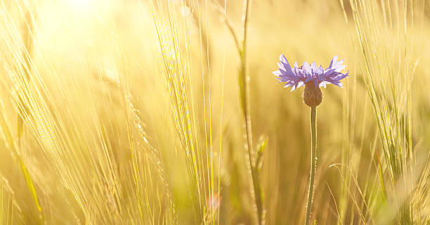 istock cornflower in field in sunset at summer 512800932