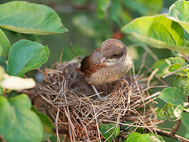 istock Baby bird in the nest 512801036
