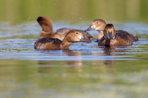 Group of young common pochards in the wild nature