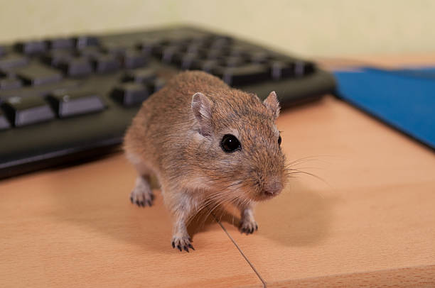 gerbo rato como rato de computador - mouse gerbil standing hamster - fotografias e filmes do acervo