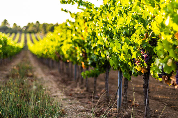 istock red grapes with bokeh at sun right 512801161