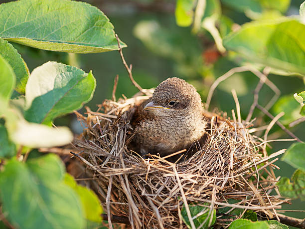 istock Baby bird in the nest 512801214