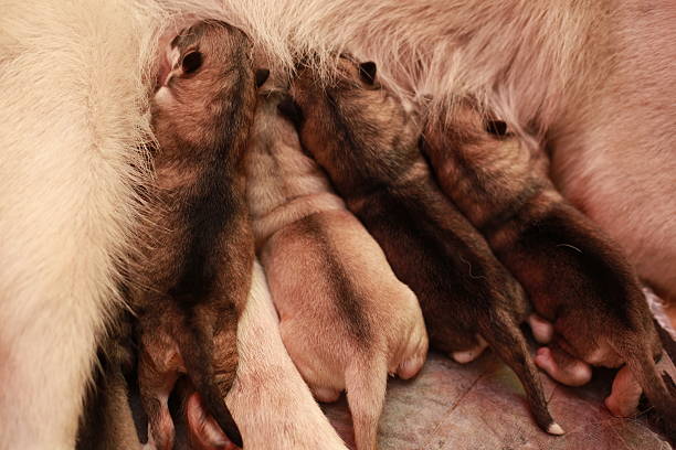 istock The Alaska born puppies 512801469