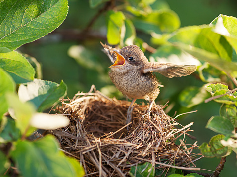 Baby bird sittiing on edge of the nest and trying to fly (Common Whitethroat – Sylvia communis)