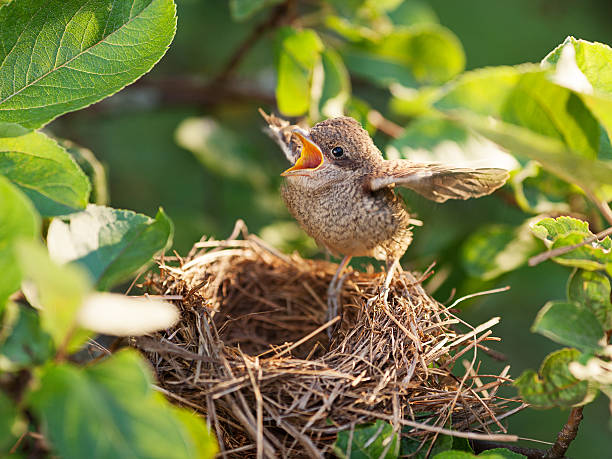 Baby bird in the nest Baby bird sittiing on edge of the nest and trying to fly (Common Whitethroat – Sylvia communis) young bird stock pictures, royalty-free photos & images