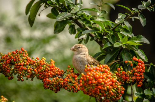 Small finch on a branch with orange berries.