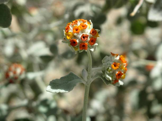 mariposa lanudo bush, buddleja marrubifolia - single flower flower desert new mexico fotografías e imágenes de stock