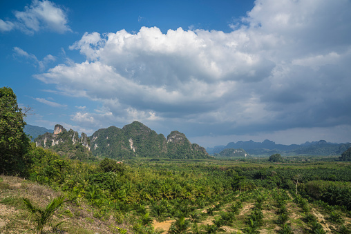 The plantations of pineapples and palm trees  in Surat Thani Province (Thailand)