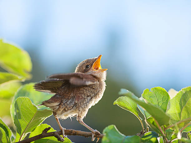 istock Baby bird on the branch 512803580