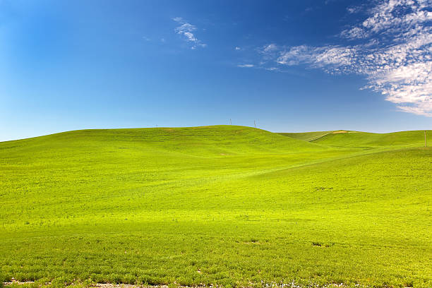 istock Green Wheat Grass Blue Skies Palouse Washington State 512803695
