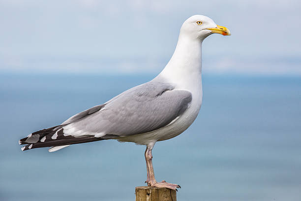 чайка. - herring gull стоковые фото и изображения