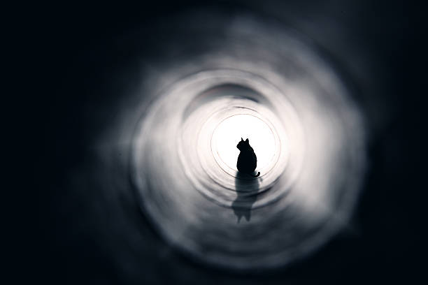 gato no final do túnel - spirituality light tunnel light at the end of the tunnel - fotografias e filmes do acervo