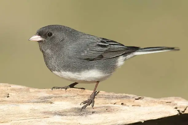 Dark-eyed Junco (hyemalis) on a stump with a green background