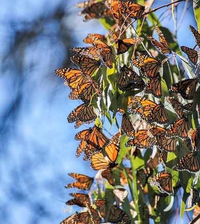 Monarchs cluster in the eucalyptus trees at the Natural Bridges State Park in Santa Cruz, California.