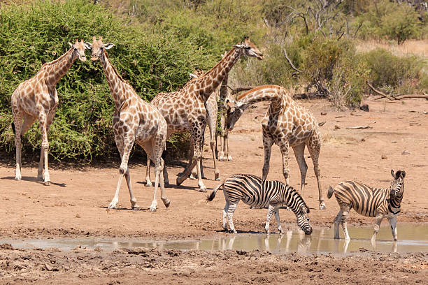 istock Giraffes and Zebras at a water hole 512807626