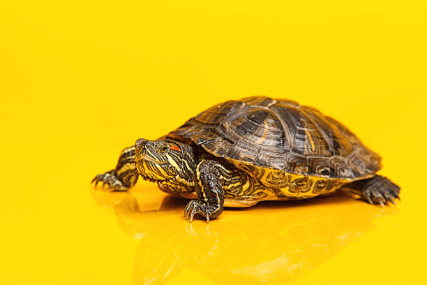 istock Adult red-eared sliders on yellow background 512807754