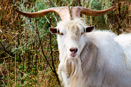 The he-goat with big horns walks in the farm.