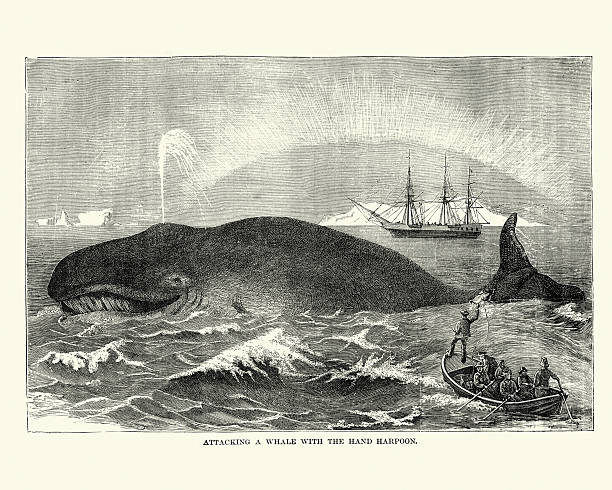 Whalers attacking a whale with a harpoon, 19th Century Vintage engraving showing Whalers attacking a whale with a harpoon, 19th Century whaling stock illustrations