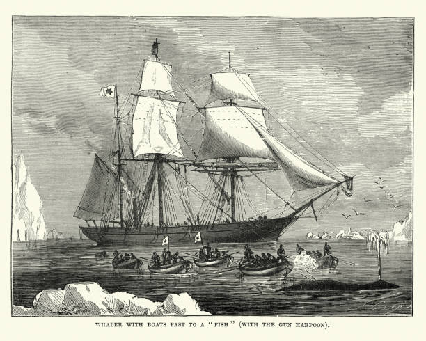 Whaler boat fast to a whale Vintage engraving showing a view of a Whaling boat fast to a whale with the gun harpoon. whaling stock illustrations