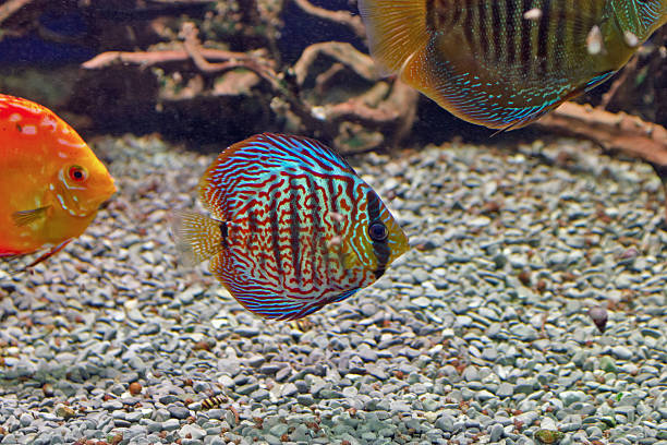istock Beautiful underwater world with tropical fish 512809260