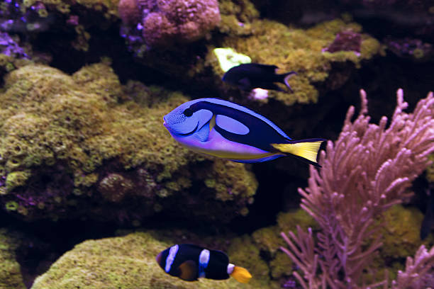 istock Blue Tang, Regal Tang Paracanthurus Hepatus 512809488