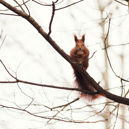 Cute squirrel eating a nut on a branch