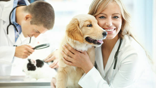 ветеринара управления. - doctor dog portrait animal hospital стоковые фото и изображения