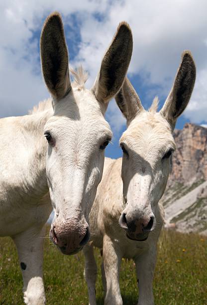 istock Donkey (Equus africanus asinus) on mountain in Italien Dolomites 512813430