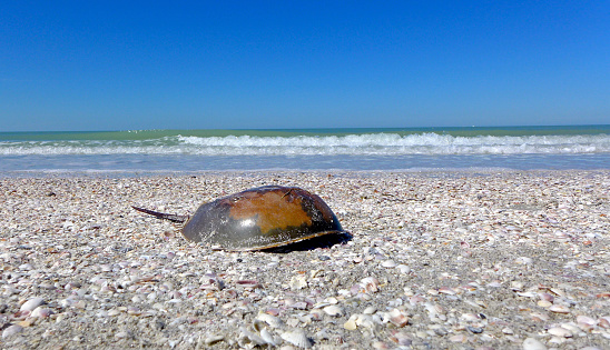 A horseshoe crab with a cracked shell has washed up on shore. Copy space above. 