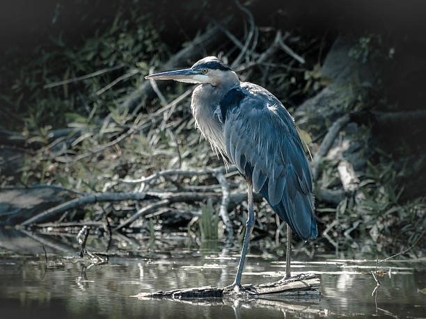 istock Heron fishing 512813730