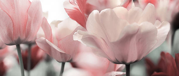 light pink toned spring tulips stock photo