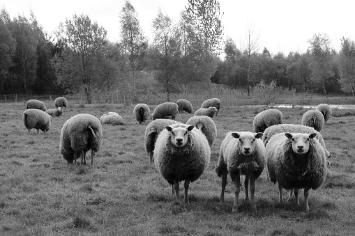 Three Curious Sheep In Black And White.